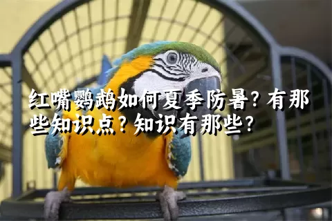 红嘴鹦鹉如何夏季防暑？有那些知识点？知识有那些？