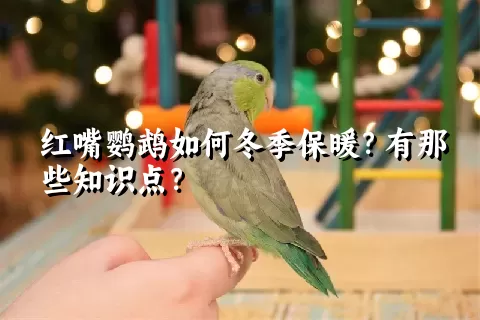 红嘴鹦鹉如何冬季保暖？有那些知识点？