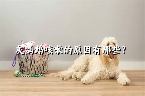 灰鹦鹉咳嗽的原因有那些？ 