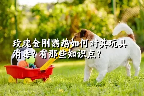 玫瑰金刚鹦鹉如何对其玩具消毒？有那些知识点？