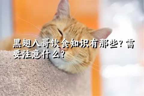 黑翅八哥饮食知识有那些？需要注意什么？