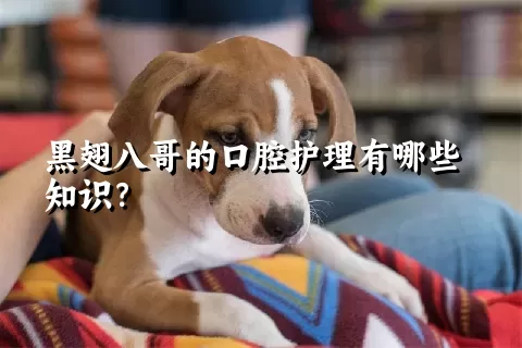 黑翅八哥的口腔护理有哪些知识？