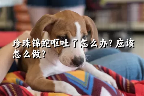 珍珠锦蛇呕吐了怎么办？应该怎么做？