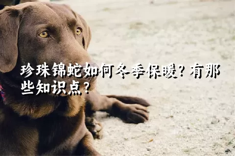 珍珠锦蛇如何冬季保暖？有那些知识点？