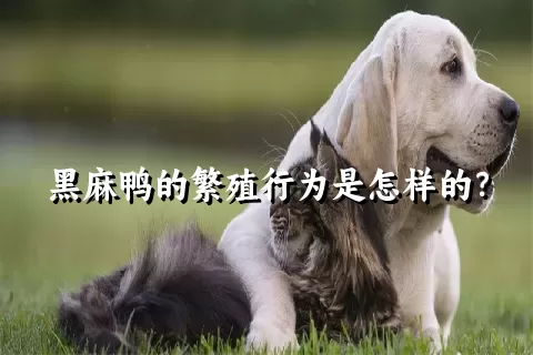 黑麻鸭的繁殖行为是怎样的？