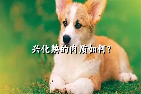 兴化鹅的肉质如何？