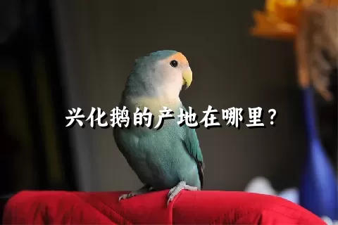 兴化鹅的产地在哪里？