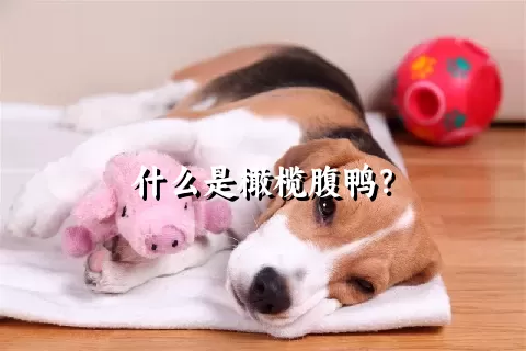 什么是橄榄腹鸭？