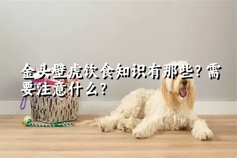 金头壁虎饮食知识有那些？需要注意什么？