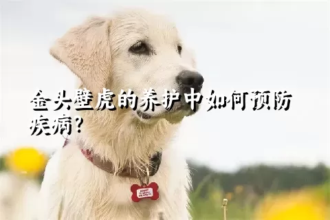 金头壁虎的养护中如何预防疾病？