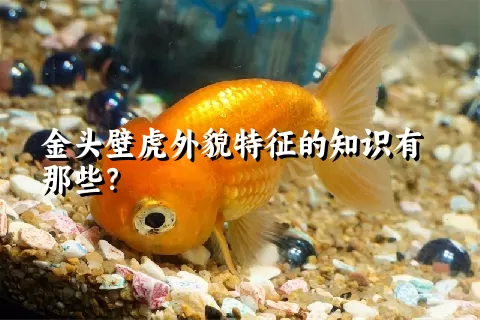 金头壁虎外貌特征的知识有那些？