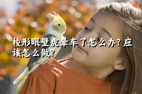 梭形眼壁虎晕车了怎么办？应该怎么做？