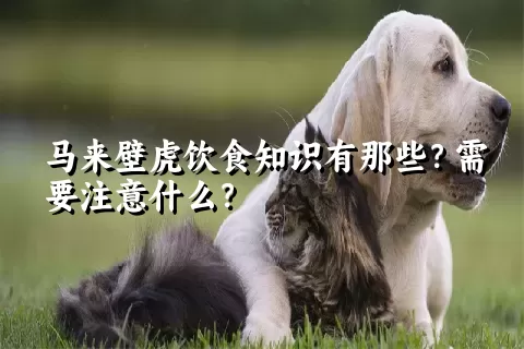 马来壁虎饮食知识有那些？需要注意什么？