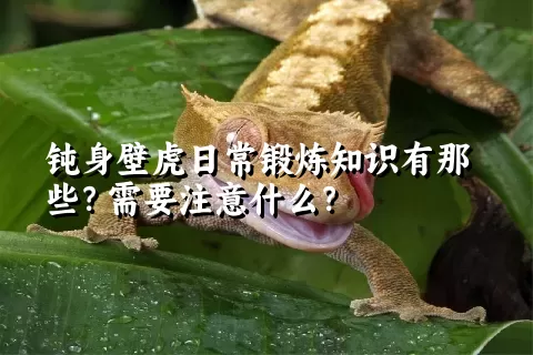 钝身壁虎日常锻炼知识有那些？需要注意什么？