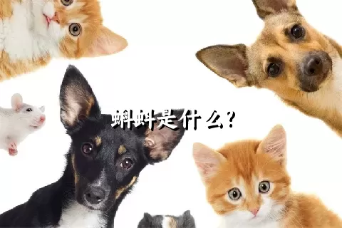 蝌蚪是什么?