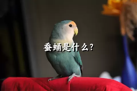 蚕蛹是什么？