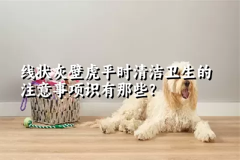 线状灰壁虎平时清洁卫生的注意事项识有那些？ 