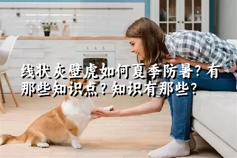 线状灰壁虎如何夏季防暑？有那些知识点？知识有那些？