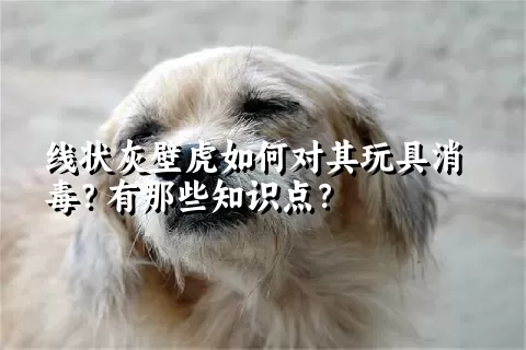 线状灰壁虎如何对其玩具消毒？有那些知识点？