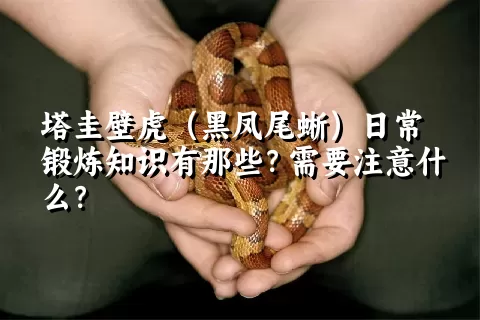 塔圭壁虎（黑凤尾蜥）日常锻炼知识有那些？需要注意什么？