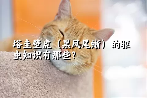 塔圭壁虎（黑凤尾蜥）的驱虫知识有那些？