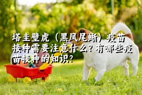 塔圭壁虎（黑凤尾蜥）疫苗接种需要注意什么？有哪些疫苗接种的知识？