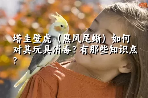 塔圭壁虎（黑凤尾蜥）如何对其玩具消毒？有那些知识点？