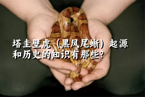 塔圭壁虎（黑凤尾蜥）起源和历史的知识有那些？