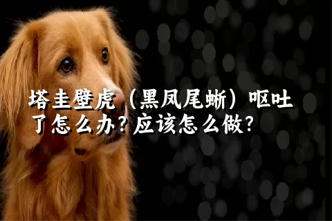 塔圭壁虎（黑凤尾蜥）呕吐了怎么办？应该怎么做？