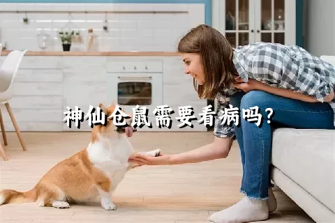 神仙仓鼠需要看病吗？