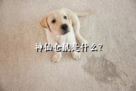 神仙仓鼠是什么？