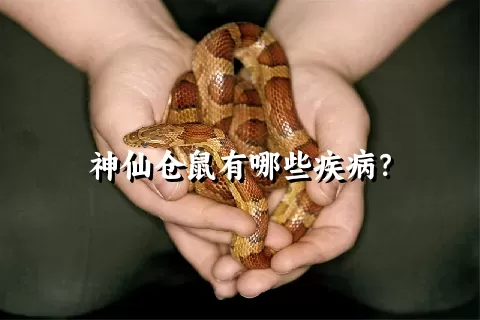 神仙仓鼠有哪些疾病？