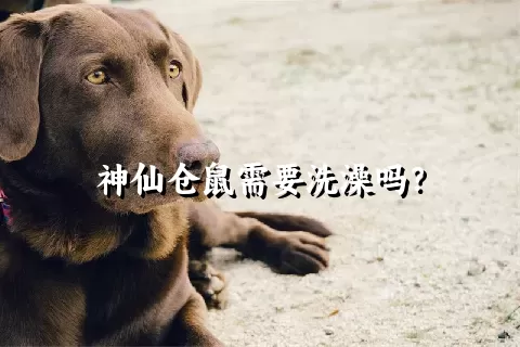 神仙仓鼠需要洗澡吗？