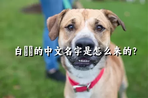 白鹡鸰的中文名字是怎么来的？