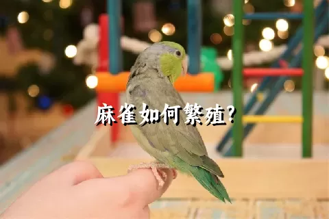 麻雀如何繁殖?