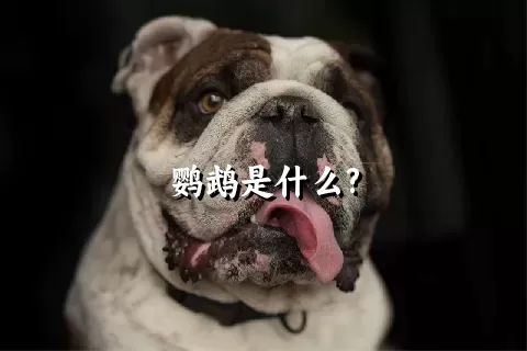 鹦鹉是什么?