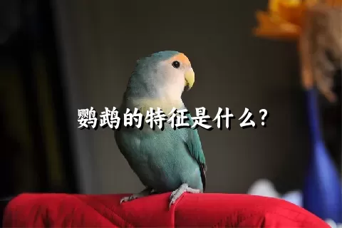 鹦鹉的特征是什么?