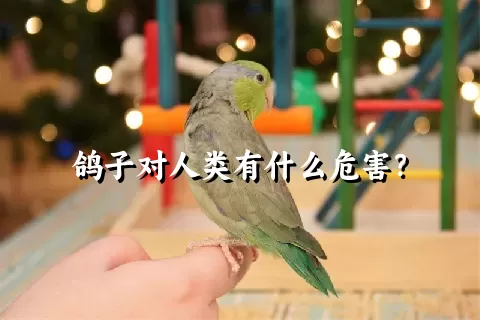 鸽子对人类有什么危害？