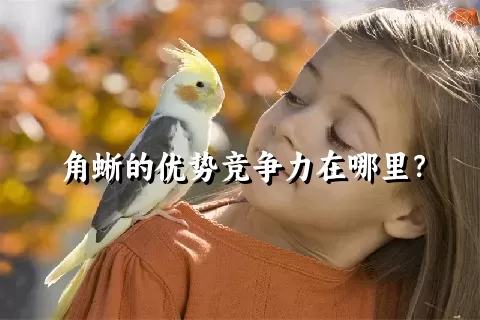 角蜥的优势竞争力在哪里？