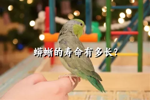 蟒蜥的寿命有多长？