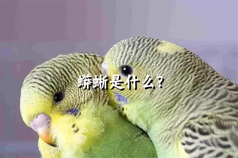 蟒蜥是什么？