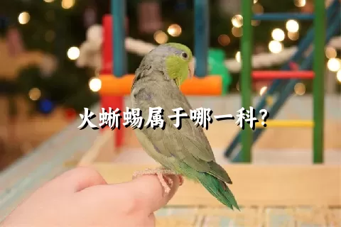 火蜥蜴属于哪一科？