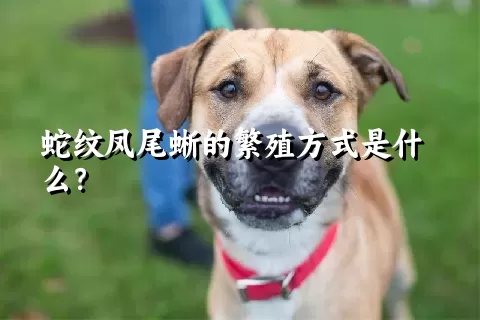 蛇纹凤尾蜥的繁殖方式是什么？