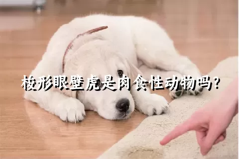 梭形眼壁虎是肉食性动物吗？