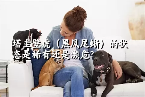 塔圭壁虎（黑凤尾蜥）的状态是稀有还是濒危？