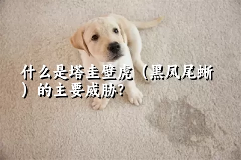 什么是塔圭壁虎（黑凤尾蜥）的主要威胁？