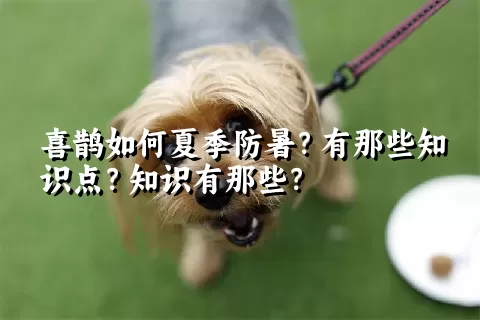 喜鹊如何夏季防暑？有那些知识点？知识有那些？