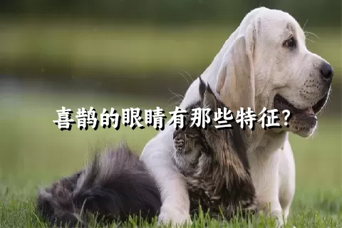 喜鹊的眼睛有那些特征？