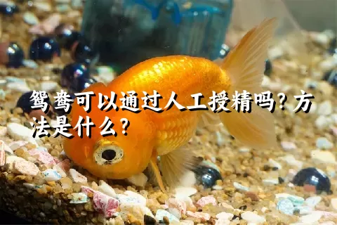 鸳鸯可以通过人工授精吗？方法是什么？