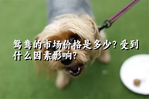 鸳鸯的市场价格是多少？受到什么因素影响？